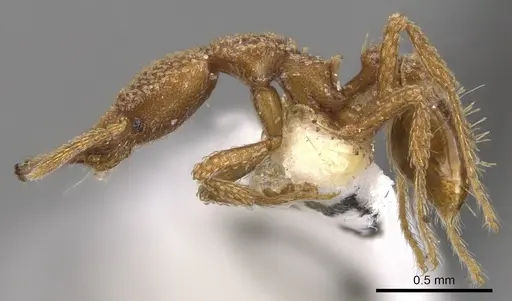 Strumigenys snellingi specimen