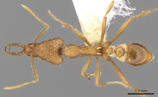 Strumigenys solifontis specimen