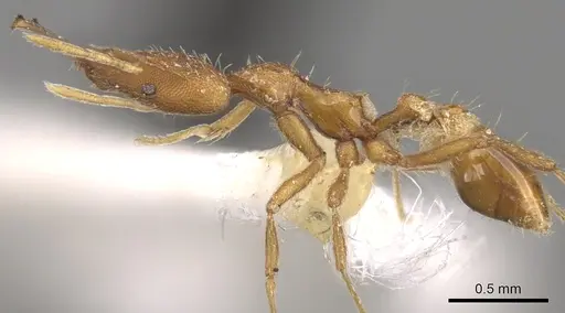 Strumigenys solifontis specimen