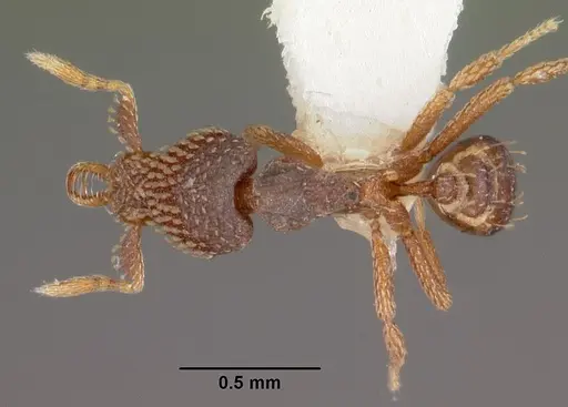 Strumigenys spathoda specimen
