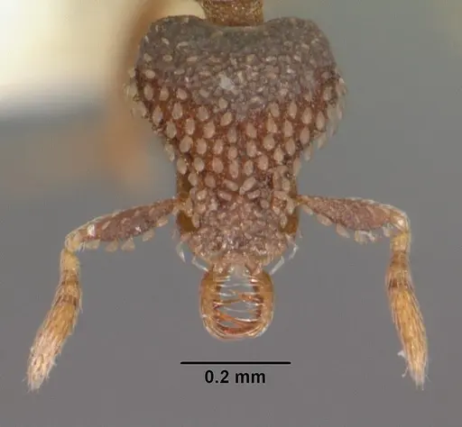 Strumigenys spathoda specimen