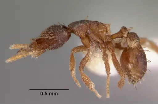 Strumigenys spathoda specimen