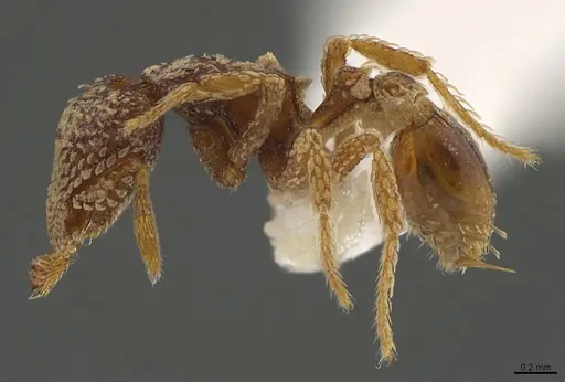 Strumigenys spathoda - CASENT0845033