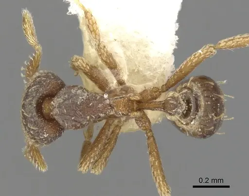 Strumigenys spathoda - CASENT0900630