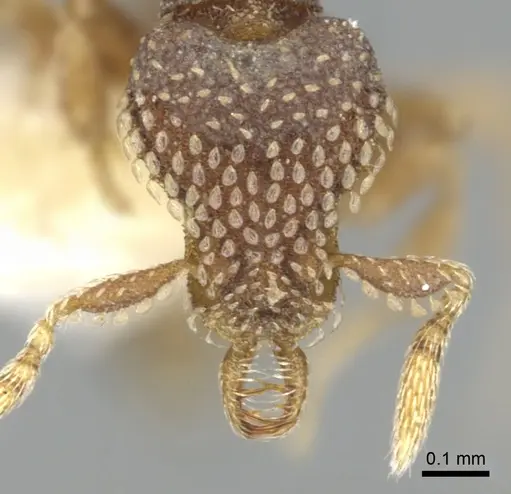 Strumigenys spathoda - CASENT0900630