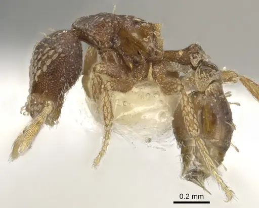 Strumigenys spathoda - CASENT0900630