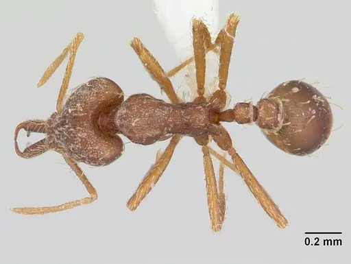 Strumigenys spathula specimen