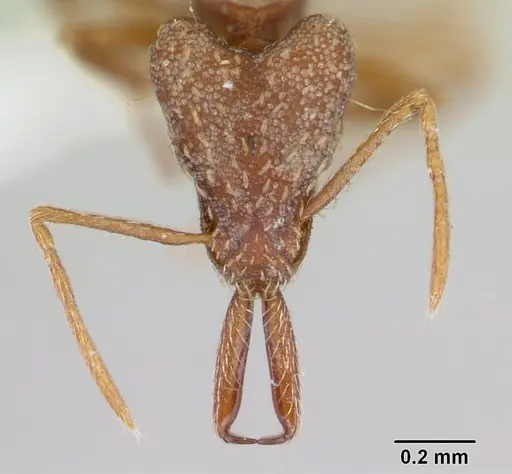Strumigenys spathula specimen