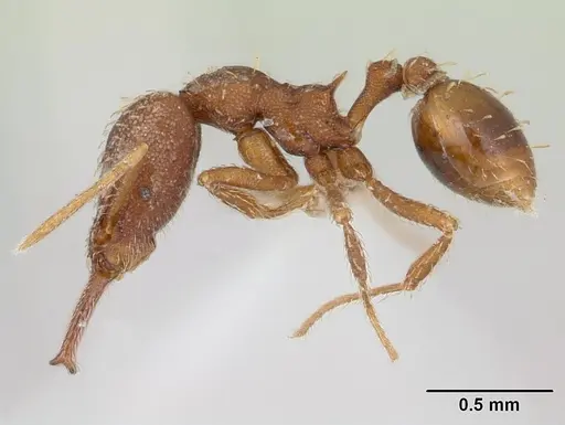 Strumigenys spathula specimen