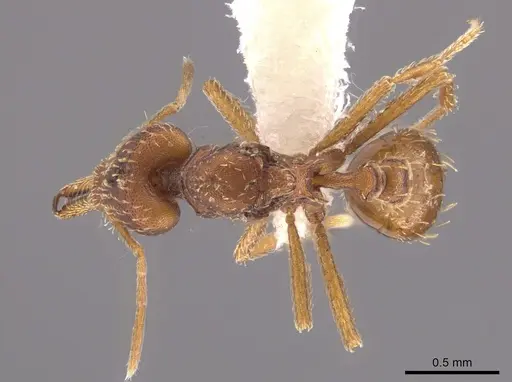 Strumigenys spathula - CASENT0648877