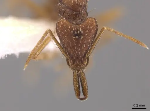 Strumigenys spathula - CASENT0648877