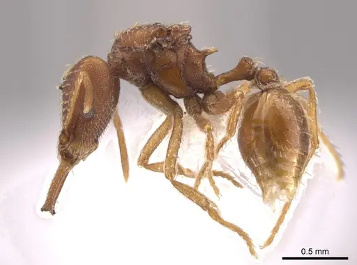 Strumigenys spathula - CASENT0648877