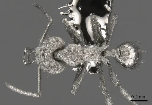 Strumigenys spathula - CASENT0900447