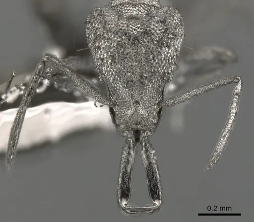 Strumigenys spathula - CASENT0900447