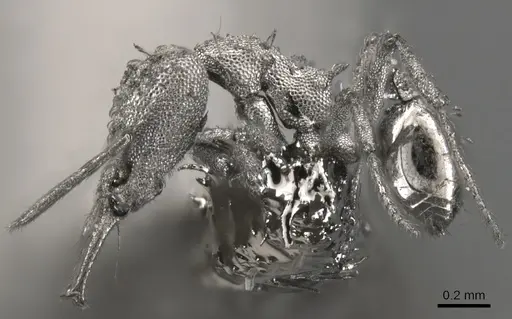 Strumigenys spathula - CASENT0900447