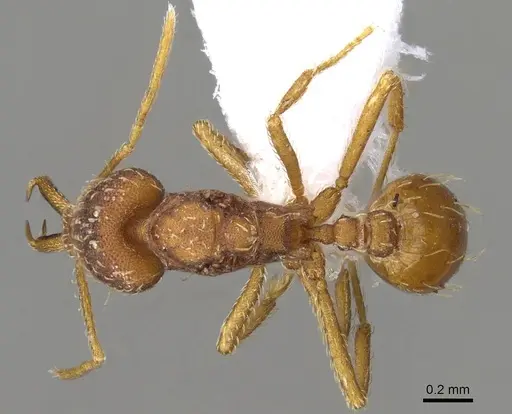 Strumigenys spathula - CASENT0914754