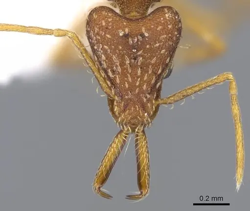 Strumigenys spathula - CASENT0914754