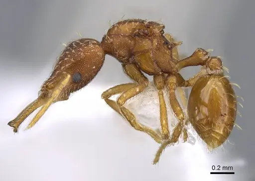 Strumigenys spathula - CASENT0914754