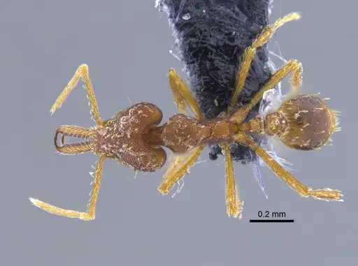 Strumigenys spathula - CBUMAGENT34138