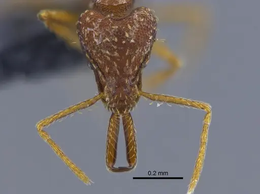 Strumigenys spathula - CBUMAGENT34138