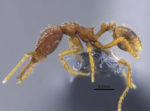 Strumigenys spathula - CBUMAGENT34138