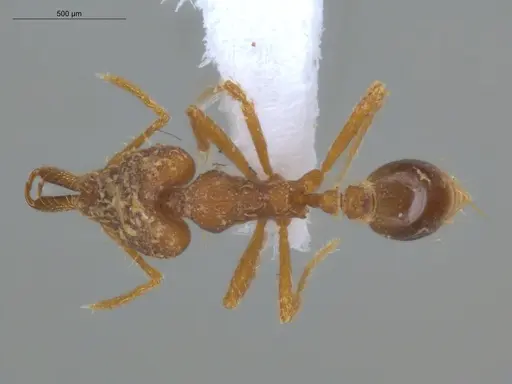 Strumigenys spathula - ECOFOG-IT14-0782-40