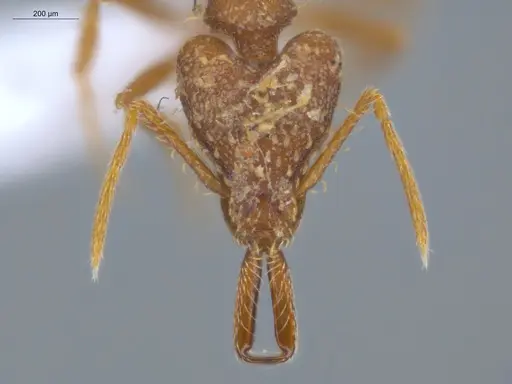 Strumigenys spathula - ECOFOG-IT14-0782-40