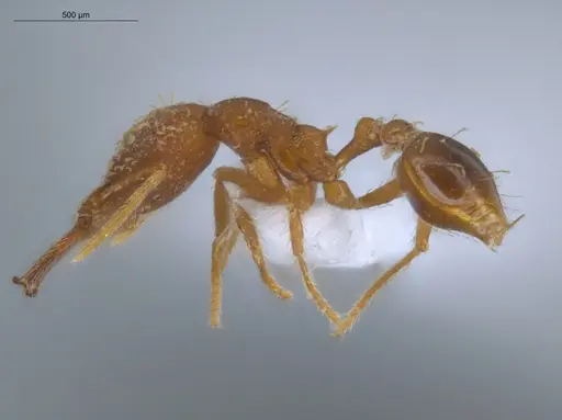 Strumigenys spathula - ECOFOG-IT14-0782-40