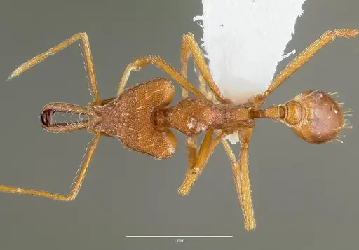 Strumigenys sphera specimen