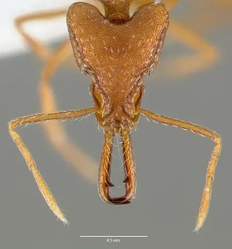 Strumigenys sphera specimen