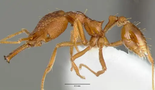 Strumigenys sphera specimen