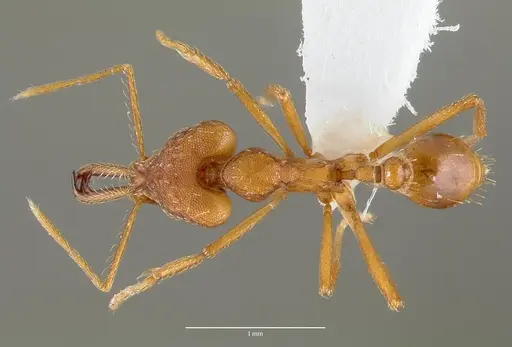 Strumigenys sphera - CASENT0005636