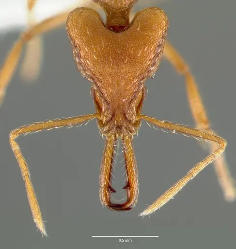 Strumigenys sphera - CASENT0005636