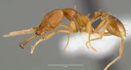 Strumigenys sphera - CASENT0005636