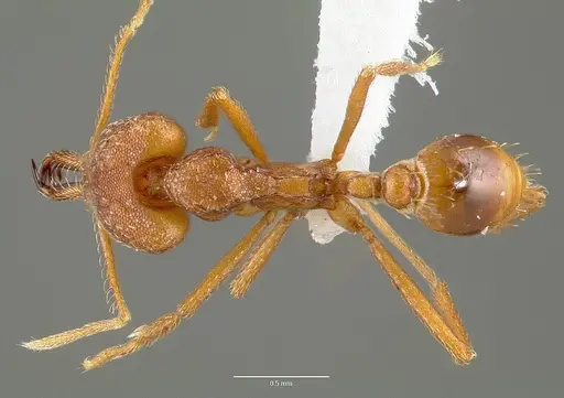 Strumigenys sphera - CASENT0005637