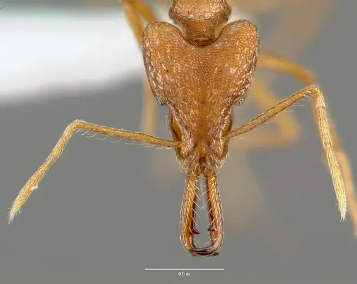 Strumigenys sphera - CASENT0005637