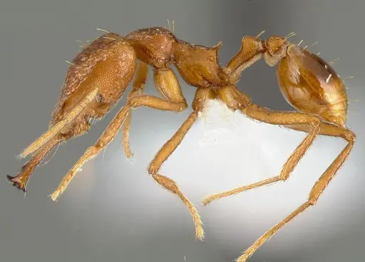 Strumigenys sphera - CASENT0005637