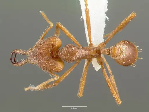 Strumigenys sphera - CASENT0005638