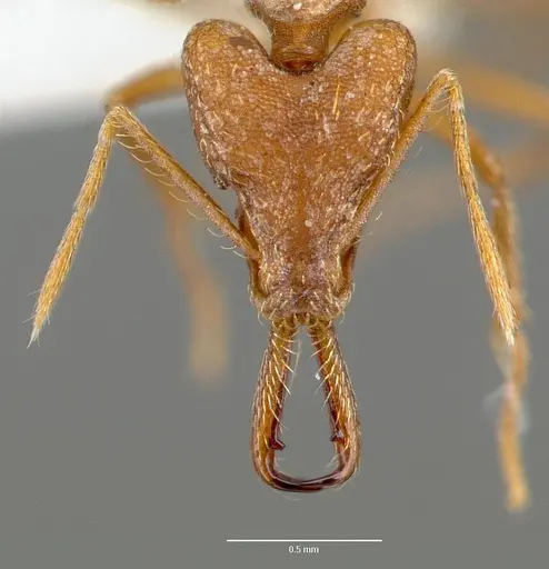 Strumigenys sphera - CASENT0005638