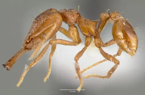 Strumigenys sphera - CASENT0005638