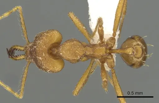 Strumigenys sphera - CASENT0900712