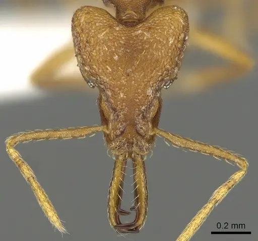 Strumigenys sphera - CASENT0900712