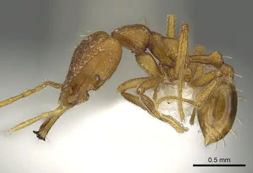 Strumigenys sphera - CASENT0900712