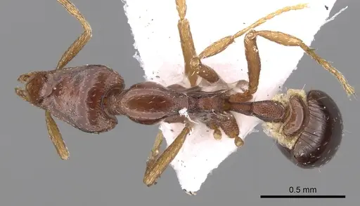 Strumigenys splendens specimen