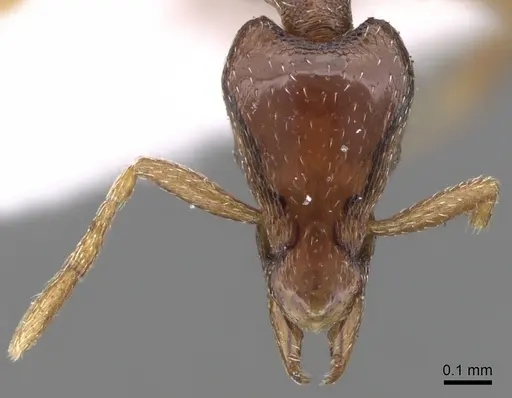 Strumigenys splendens specimen