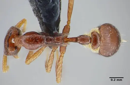 Strumigenys splendens - UFV-LABECOL-000096