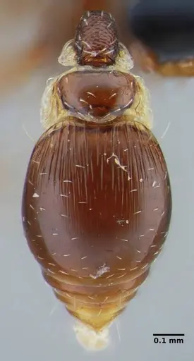 Strumigenys splendens - UFV-LABECOL-000096