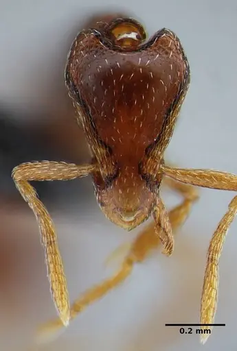 Strumigenys splendens - UFV-LABECOL-000096