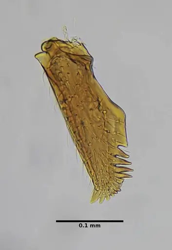 Strumigenys splendens - UFV-LABECOL-000096