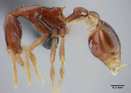 Strumigenys splendens - UFV-LABECOL-000096